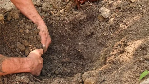 Man planting a tree. Sunrise. Silhouette. Spring. 4k slow motion Stock Footage