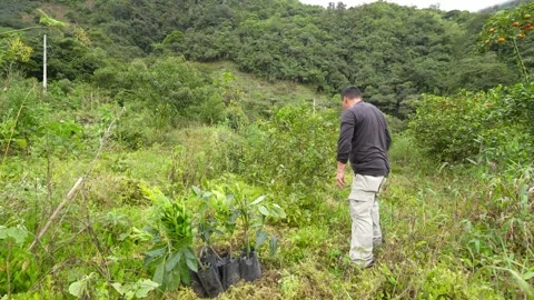 Man planting trees on a hillside 스톡 동영상 311126844
