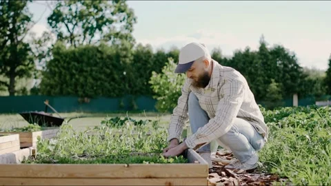 Man planting young vegetable beds in garden on a sunny day 스톡 동영상 199870819