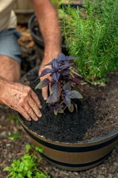 A man plants basil Stock Photos