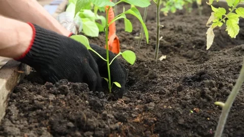 Man plants a pepper seedling in open ground. Stock Footage 278039557