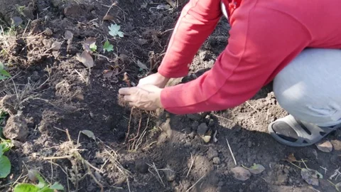 Man Plants Raspberry In Black Ground, Close-Up Stock Footage 117430779