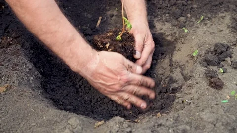 Man plants a raspberry seedling in open ground. Stock Footage 203762598