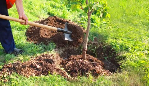Man plants a small tree, hands holds shovel digs the ground, nature, environm Stock-Fotos