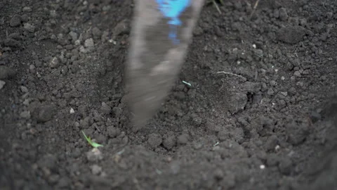 A man plants a sprout of cabbage in the ground. Seedlings are transplanted into Stock Footage 132224705