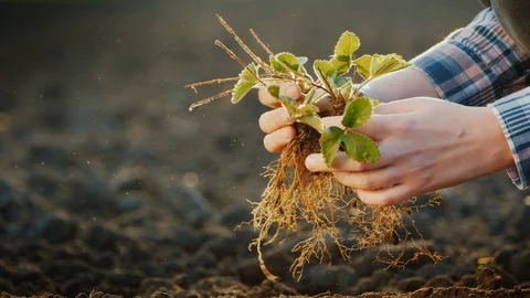 Man plants strawberries in black ground, close-up Stock Footage 106801603