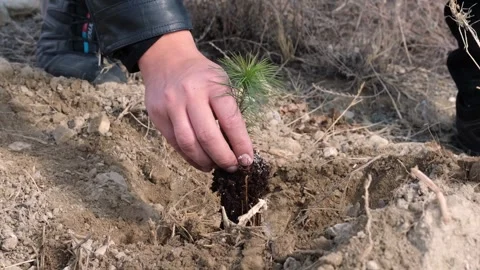 A man plants a tree in the ground Stock Footage 241707158