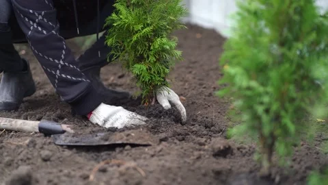 Man plants a tree in his yard Stock Footage 141440665