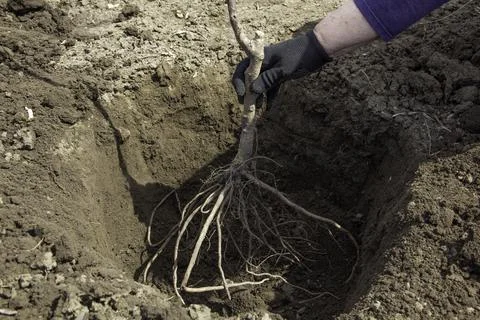 A man plants a tree sapling in a hole Stock Photos