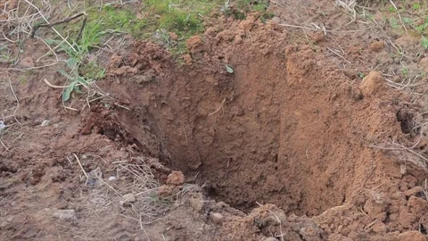 Man plants a tree in the yard at spring time Stock Footage 126762413