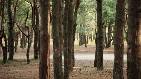 Man play with a dog in pine forest Stock Footage 42423711