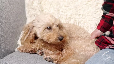 A man playfully plays with a dog on the couch Vídeo Stock 145064555