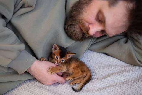 Man playing with  abyssinian kitten on bed at home. Stock Photos