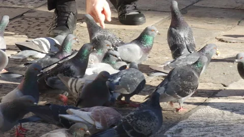 Man playing with and feeding a flock of hungry pigeons fighting for food on old Stock Footage 231220140