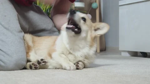 A man is playing with a cute dog Видео 198353203