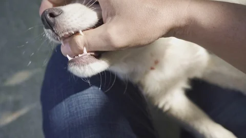 A man is playing with cute puppy close up Stock Footage 108520172