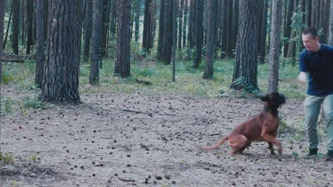 Man is playing with a dog Stock Footage 73820057