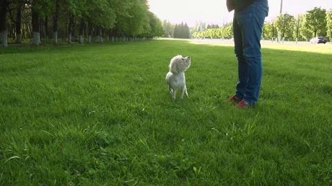 Man playing with a dog Stock Footage 75491653
