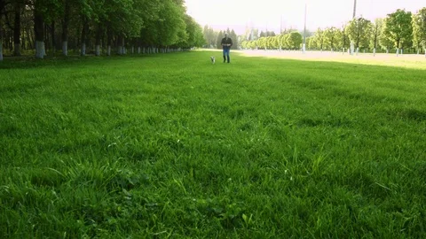 Man playing with a dog Stock Footage 75492316