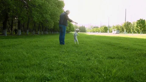 Man playing with a dog Stock Footage 75492706