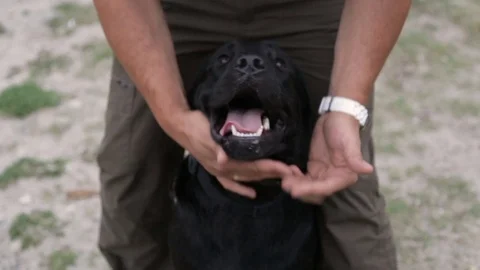 A man is playing with a dog Stock Footage 77043709