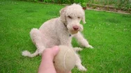 Man Playing With Dog At Garden. White Dog Playing Ball Stock Footage