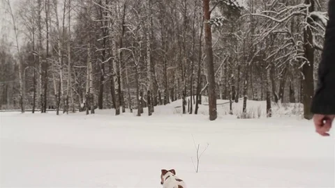 Man Playing With the Dog Jack Russell in a Snowy Forest Stock Footage 71777697