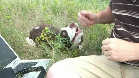 Man Playing with Dog - Outside in Long Grass Stock Footage 12598071