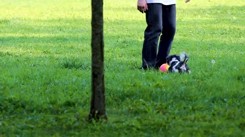 Man playing with dog in park 스톡 동영상 283412111