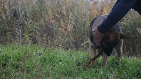 A man playing with a dog shepherd in the grass 库存影片 143581359