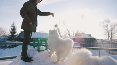 Man playing with a dog in the snow Stock Footage 59794344
