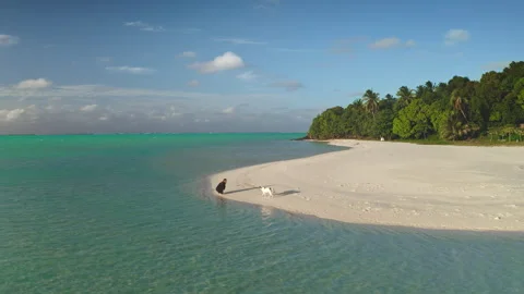 Man playing with dog on tropical white sand beach, maupiti, french polynesia Stock Footage 281071558