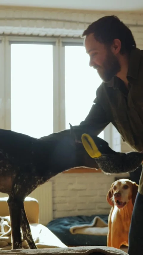 Man Playing With Dog While Second Dog Watches Stockbeeldmateriaal 320803516
