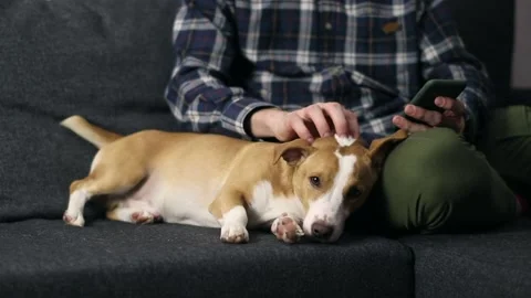 A man playing with a dog while using his smartphone at home. Stock Footage 150169413