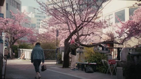 Man Playing Flute Beneath Cherry Blossoms, Itokawa River, Atami, Japan 動画素材 345376227