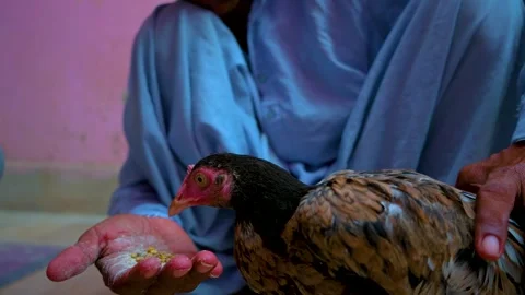 Man Playing with Hen &amp;amp;amp; serving food to Hen Stock Footage 278609178