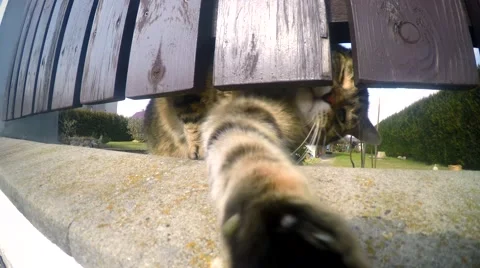 Man playing with her cat over the fence Stock Footage 47610199