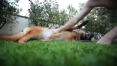 Man Playing with His German Shepherd Dog, Cuddles, Plays with Man's Best Friend. Stock Footage 204952396