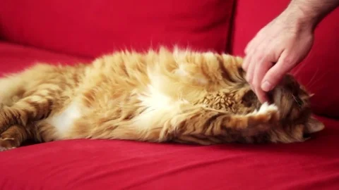 Man Playing With His Yellow Cat Stock Footage 74402080