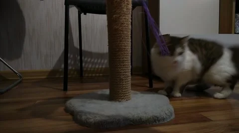 Man playing at home with a bow on a string with a white brown kitten Stock Footage 168217272