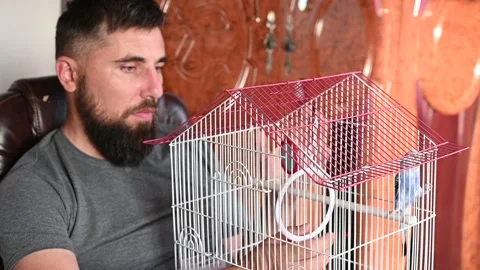 A man is playing with a parrot in a cage, a small and blue budgerigar in a .. Stock-Footage 282910020