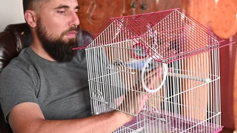 A man is playing with a parrot in a cage, a small and blue budgerigar in a .. Stock-Footage 326954998