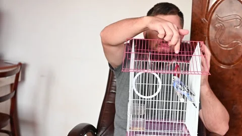 A man is playing with a parrot in a cage, a small and blue budgerigar in a .. Stock Footage 330994120