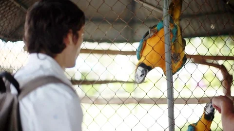 Man playing with parrot in the park. 1920x1080 Stock Footage 85068366