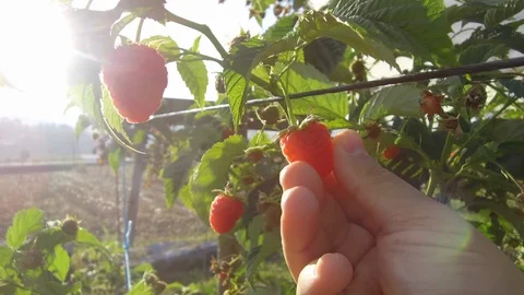 Man playing raspberry in a production greenhouse. Stock Footage 100559177