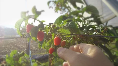 Man playing raspberry in a production greenhouse. Stock Footage 100559187