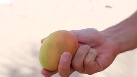 Man playing with a ripe mango in his hand on beach Stock Footage 155664833