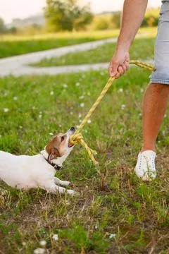 Man playing tug of war with cute Jack Russell terrier dog on green lawn, happy 写真素材