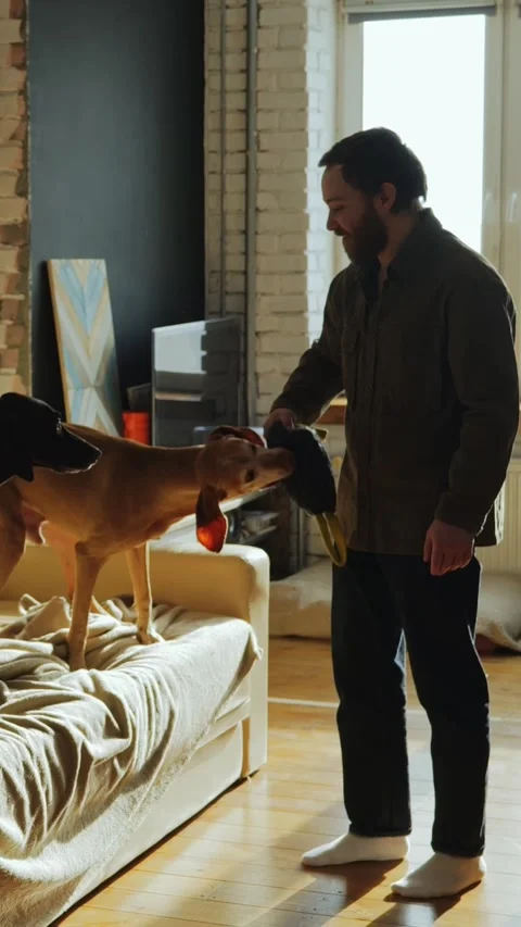 Man Playing With Two Dogs at Home Stock Footage 320803472