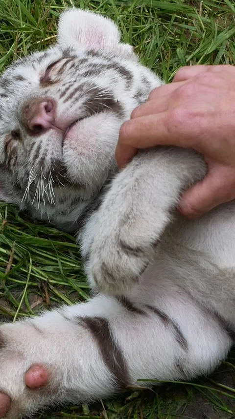 A man is playing with a white tiger cub on a green lawn. Stock Footage 314043724